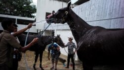 အာဖရိကမြင်းဖျားနာရောဂါကြောင့် ထိုင်းမှာ မြင်း ၁၀၀ ကျော်သေဆုံး အာဖရိကမြင်းဖျားနာရောဂါကြောင့် ထိုင်းမှာ မြင်း ၁၀၀ ကျော်သေဆုံး