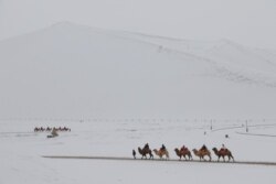 中国甘肃荒漠驼队（资料照）