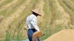 ဒီပဲယင်းမှာ စစ်ကောင်စီ ဝင်ရောက်ရှာဖွေမှုကြောင့် ဒေသခံတောင်သူတွေ စပါးရိတ်ဖို့ အခက်ကြုံ ဒီပဲယင်းမှာ စစ်ကောင်စီ ဝင်ရောက်ရှာဖွေမှုကြောင့် ဒေသခံတောင်သူတွေ စပါးရိတ်ဖို့ အခက်ကြုံ