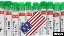 资料照片:世界卫生组织2024年7月11日警告说,对禽流感病例的有限监测使得管理其对人类的风险变得困难。(路透社照片)