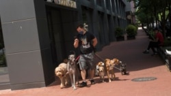 一名职业遛狗人在白领涌入的中国城高档公寓地区遛狗(美国之音记者文灏拍摄)