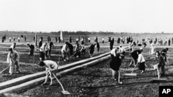 历史照片:在河南省某人民公社集体劳动的农民。(1959年9月17日)