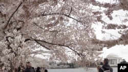 潮汐湖畔樱花锦簇,游客如织,白色建筑为杰斐逊纪念堂