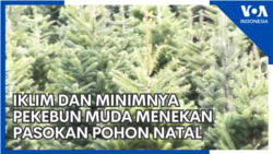 Iklim dan Minimnya Pekebun Muda Menekan Pasokan Pohon Natal Iklim dan Minimnya Pekebun Muda Menekan Pasokan Pohon Natal