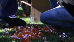 老兵呼吁合法使用大麻治疗PTSD 老兵呼吁合法使用大麻治疗PTSD