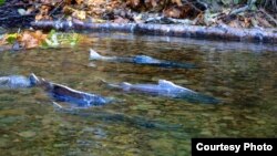 加州的切奴克鲑鱼洄游产卵(美国鱼类和野生动物局网页图片)