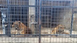 ကျား၊ ကျားသစ်နက် ၂၀ နီးပါး ကြက်ငှက်တုပ်ကွေးနဲ့သေဆုံး ကျား၊ ကျားသစ်နက် ၂၀ နီးပါး ကြက်ငှက်တုပ်ကွေးနဲ့သေဆုံး