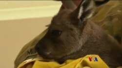 သြစတြေးလျ မီးဘေးသင့် တိရိစ္ဆာန်လေးများ သြစတြေးလျ မီးဘေးသင့် တိရိစ္ဆာန်လေးများ