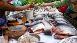 ငါးမြစ်ချင်းပို့ကုန် ဆော်ဒီဆိုင်းငံ့မှုကြောင့် မြန်မာ့ငါးလုပ်ငန်း အထိနာ ငါးမြစ်ချင်းပို့ကုန် ဆော်ဒီဆိုင်းငံ့မှုကြောင့် မြန်မာ့ငါးလုပ်ငန်း အထိနာ