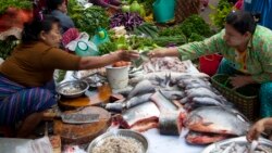 ဆော်ဒီကို ငါးပြန်လည်တင်ပို့နိုင်ဖို့ အစိုးရဖြေရှင်းပေးသင့်တယ်လို့ ငါးလုပ်ငန်းအဖွဲ့ တိုက်တွန်း ဆော်ဒီကို ငါးပြန်လည်တင်ပို့နိုင်ဖို့ အစိုးရဖြေရှင်းပေးသင့်တယ်လို့ ငါးလုပ်ငန်းအဖွဲ့ တိုက်တွန်း