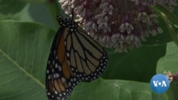 英语视频:特朗普政府再次受到环保人士抨击 英语视频:特朗普政府再次受到环保人士抨击