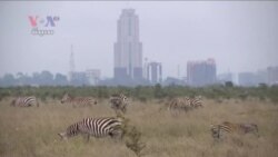 ផ្លូវរថភ្លើងថ្មីដែលចិនសង់នៅកេនយ៉ាប៉ះពាល់ដល់តំបន់អភិរក្សសត្វព្រៃ ផ្លូវរថភ្លើងថ្មីដែលចិនសង់នៅកេនយ៉ាប៉ះពាល់ដល់តំបន់អភិរក្សសត្វព្រៃ