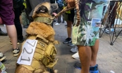 化名Coffee的元朗居民7月19日带着背部贴上印上7-21白纸的狼狗上街,他表示要带狗保护市民 (美国之音/汤惠芸)