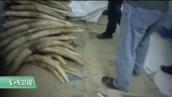 VOA连线:环保人士呼吁严惩走私象牙团伙 VOA连线:环保人士呼吁严惩走私象牙团伙
