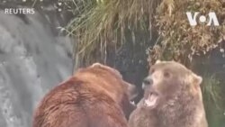 ဆယ်လ်မွန်ငါးဖမ်း ၄ ထပ်ကွမ်းချန်ပီယံ ဝက်ဝံကြီး အိုးတစ်(စ်) ဆယ်လ်မွန်ငါးဖမ်း ၄ ထပ်ကွမ်းချန်ပီယံ ဝက်ဝံကြီး အိုးတစ်(စ်)