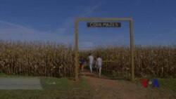 秋天,去美国农场玩转玉米田迷宫 秋天,去美国农场玩转玉米田迷宫