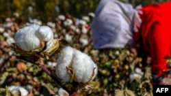 资料照片: 中国新疆哈密一名女子正在摘棉花(2018年10月14日)