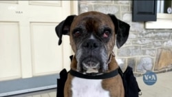 Допомога ближнім під час карантину у США. Відео Допомога ближнім під час карантину у США. Відео