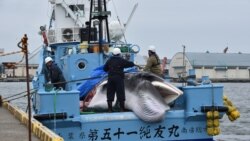 စီးပွားဖြစ် ဝေလငါးဖမ်းလုပ်ငန်း ဂျပန်ပြန်စ စီးပွားဖြစ် ဝေလငါးဖမ်းလုပ်ငန်း ဂျပန်ပြန်စ