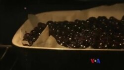 ဘယ်ရီသီးမျိုးစုံထွက်တဲ့ Finland နိုင်ငံက Lapland နယ် ဘယ်ရီသီးမျိုးစုံထွက်တဲ့ Finland နိုင်ငံက Lapland နယ်