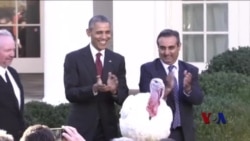 奥巴马总统感恩节前赦免火鸡 奥巴马总统感恩节前赦免火鸡