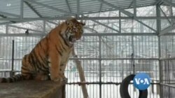 သီချင်းဆိုတဲ့ ဆိုက်ဘေးရီးယားကျား သီချင်းဆိုတဲ့ ဆိုက်ဘေးရီးယားကျား