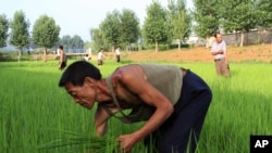 在稻田劳动的朝鲜农民(摄于2014年7月10日)。40多年来,朝鲜一直称自己实现了高度的农业机械化。