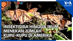 Insektisida hingga Iklim Menekan Jumlah Kupu-Kupu di Amerika Insektisida hingga Iklim Menekan Jumlah Kupu-Kupu di Amerika