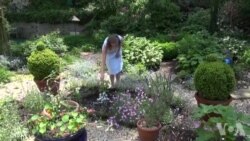 美国国家植物园的植物绘画展 美国国家植物园的植物绘画展