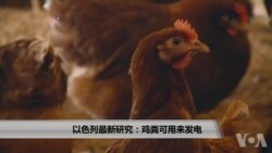 以色列最新研究:鸡粪可用来发电 以色列最新研究:鸡粪可用来发电