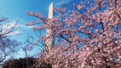 ဝါရှင်တန်မြို့တော် ချယ်ရီလွှမ်းပြီ ဝါရှင်တန်မြို့တော် ချယ်ရီလွှမ်းပြီ