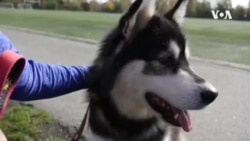 跟狗狗学习如何抗拒衰老 跟狗狗学习如何抗拒衰老