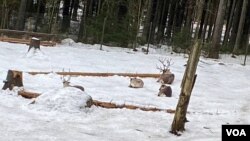 卧在雪地里的驯鹿，待遇和大熊猫比，如天壤之别。(美国之音/李北平摄)