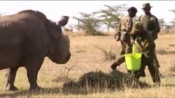 美国万花筒:拯救濒危动物的搏斗 美国万花筒:拯救濒危动物的搏斗