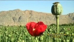 အာဖဂန်နစ္စတန် ဘိန်းထုတ်လုပ်မှု အာဖဂန်နစ္စတန် ဘိန်းထုတ်လုပ်မှု