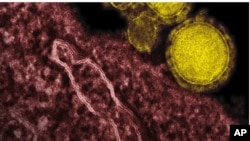 Corona Virus