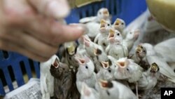 台北鸟市一家店主在喂她的小鸟。(资料照)