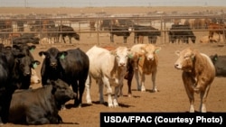 资料照片:德克萨斯州坎宁的一处养牛场。(照片来自美国农业部农业生产与自然保护计划)