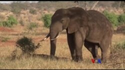 ဟောင်ကောင် တောရိုင်းတိရိစ္ဆာန်ရောင်းဝယ်မှု ဟောင်ကောင် တောရိုင်းတိရိစ္ဆာန်ရောင်းဝယ်မှု