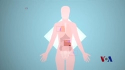 关于脂肪的新发现可能导致治疗癌症新法 关于脂肪的新发现可能导致治疗癌症新法