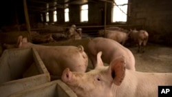 中国河北省庞各庄的一个养猪场。据估计，中国每年要消耗约7000万吨豆粕用于养猪。（2019年5月8日）