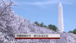 华盛顿樱花节:美日友好象征 华盛顿樱花节:美日友好象征