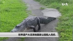 世界遗产大沼泽地国家公园陷入危机 世界遗产大沼泽地国家公园陷入危机