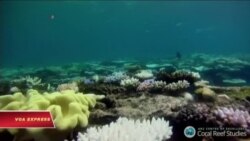 Rạn san hô nổi tiếng thế giới ở Australia lâm nguy Rạn san hô nổi tiếng thế giới ở Australia lâm nguy