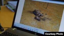 动物权利活动人士表示,这种情形已经严重上升到南非的驴子可能会在两年后消失殆尽。(美国之音卡西姆拍摄)