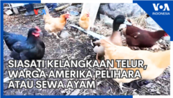 Siasati Kelangkaan Telur, Warga Amerika Pelihara atau Sewa Ayam Siasati Kelangkaan Telur, Warga Amerika Pelihara atau Sewa Ayam