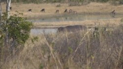 津巴布韦村民反对野生动物保护地附近的中国煤矿项目 津巴布韦村民反对野生动物保护地附近的中国煤矿项目