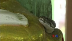 တွံတေးက အဓိဋ္ဌာန်အောင် မြွေဘုရား တွံတေးက အဓိဋ္ဌာန်အောင် မြွေဘုရား