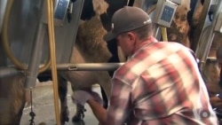 贸易战影响加州奶农 一些奶农仍力挺川普 贸易战影响加州奶农 一些奶农仍力挺川普