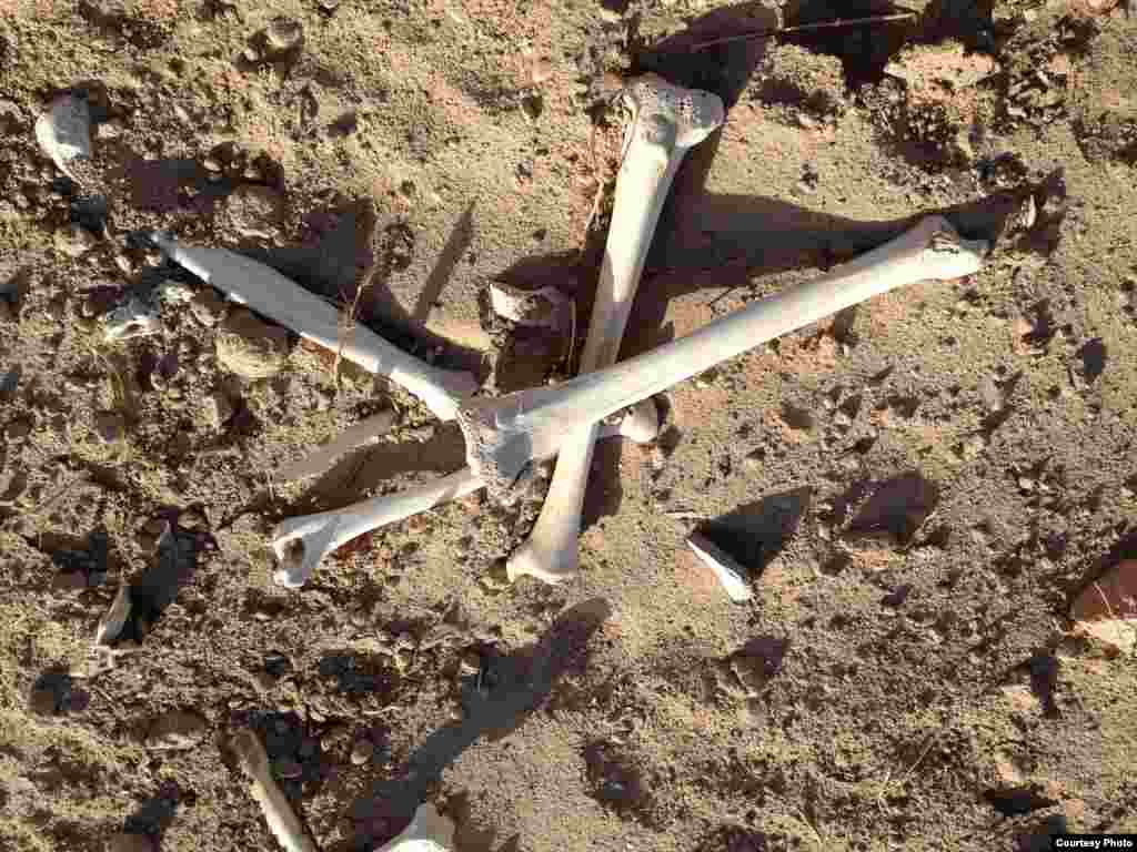 纪念碑被毁后劳教者遗骨被刨出,无人掩埋。(图片:艾晓明提供)